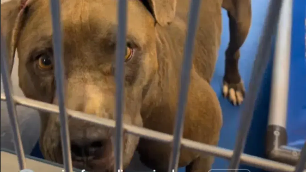 Dog Abandoned "Like His Life Meant Nothing" Seeks Forever Home