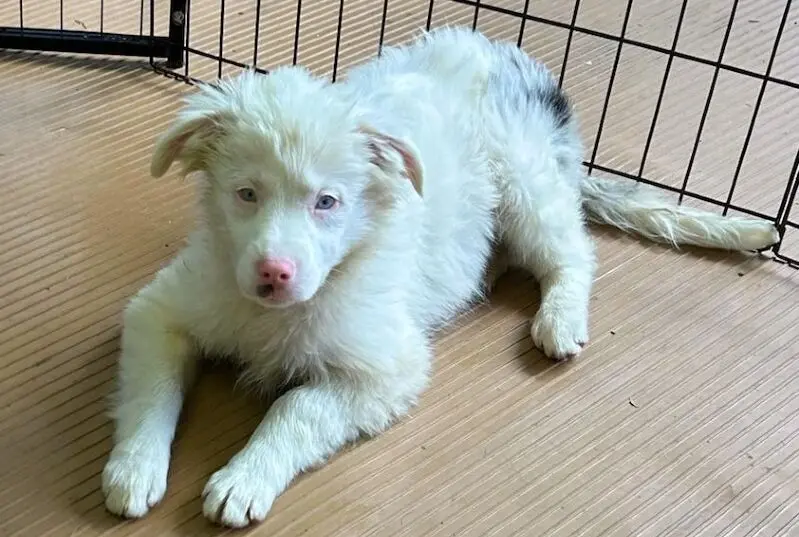 Puppy Seeks Special Home After Farm Rescue