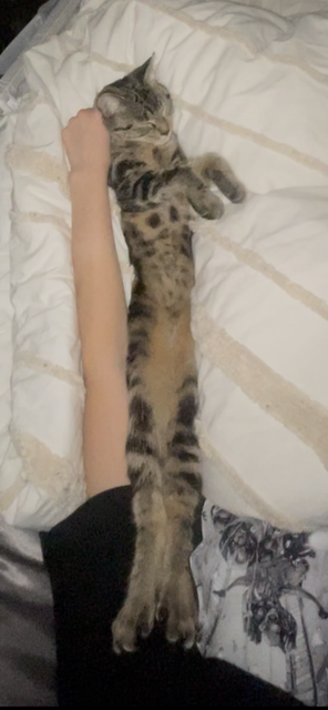 Long cat w freak toes