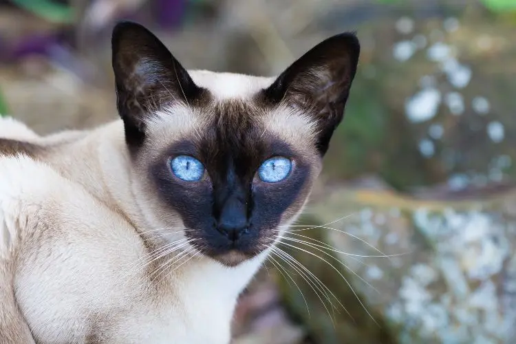 Cat Demotes Owner to Staff