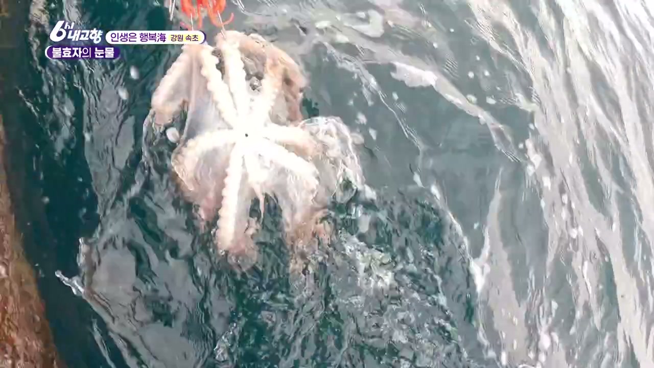 6시 내고향 속초 대문어 추가 캡처 3