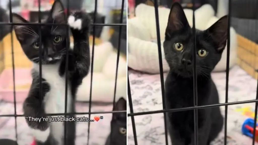 Black Cat Siblings Face Adoption Hurdles Due to Fur Color