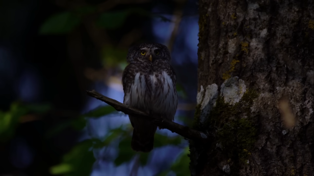 Eurasian Pygmy Owl.png