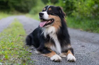 Supporting Senior Australian Shepherds: Key Supplements for Health