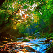 wp4610783-forest-river-wallpapers