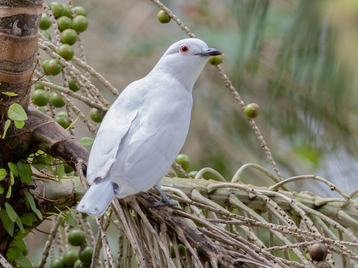 Cotinga Nívea Carpodectes nitidus