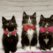 2.gif