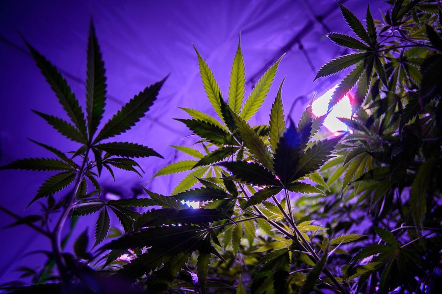 cannabis2.jpg