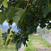 IMG-1788