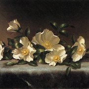 Cherokee-Roses-on-a-Light-Gray-Cloth