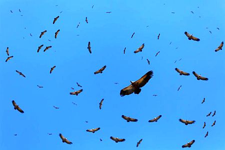 vultures.jpg