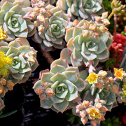 IMG-7415