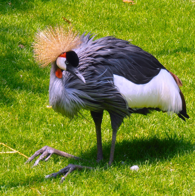 Grue Couronnée