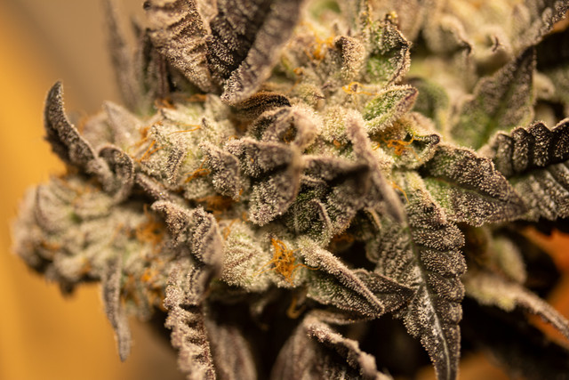 bud6