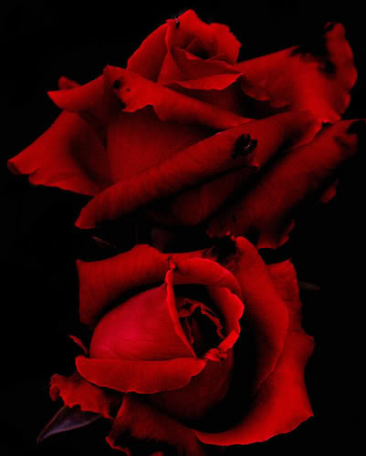 ROSE1