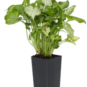 Indoor-Plant-Collection-5