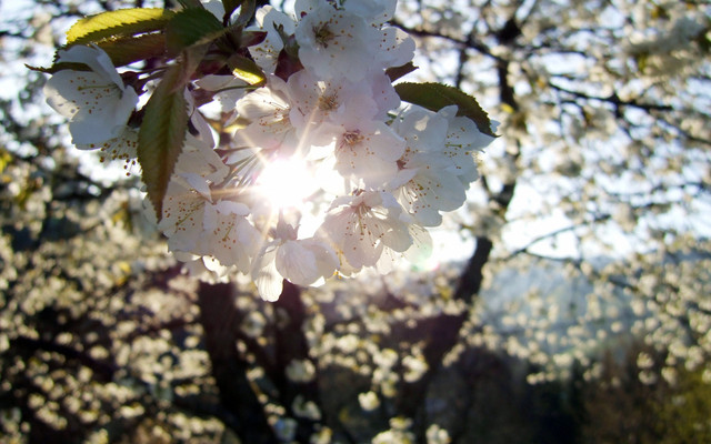 spring-048
