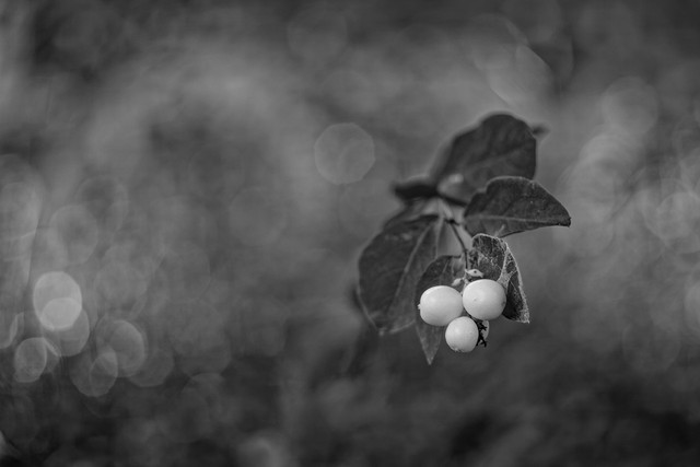 IMG-1842-B-W