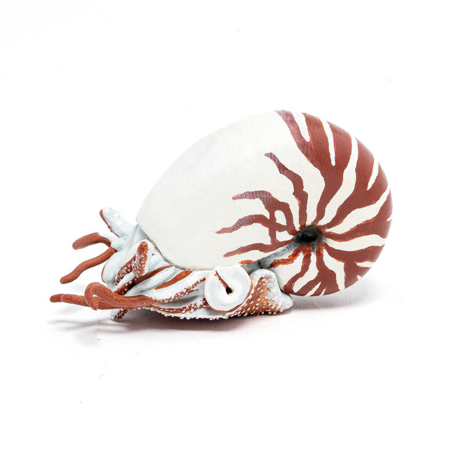 nautilus