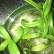 moldgrowth