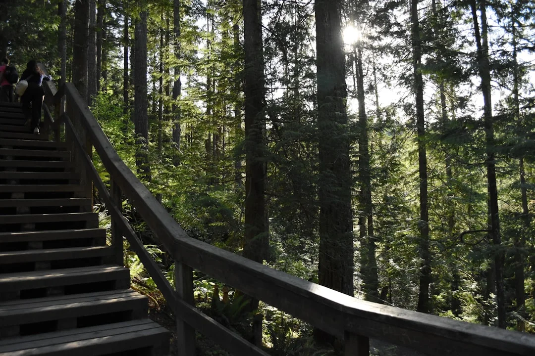 Wooden stairs ascending through dense forest on Hallasan Seongpanak trail, Jeju Island, hikers visible with sunlight filtering through trees