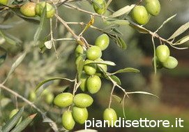 Lazzero olive tree