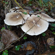 DSC00316