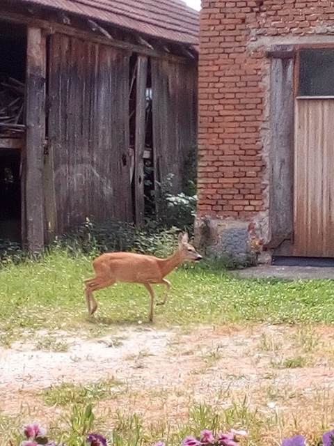 Чайная беседка