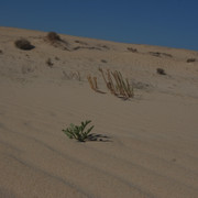 DSCF8554