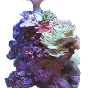 coral4