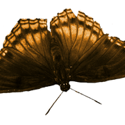 papillon2