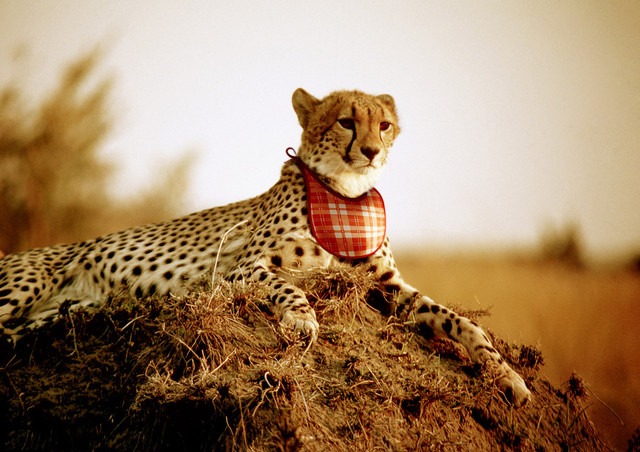 https://i.ibb.co/sWq9t7B/Leopard-bavoir.jpg https://i.ibb.co/sWq9t7B/Leopard-bavoir.jpg