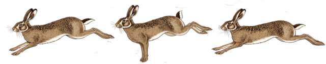 Rabbits