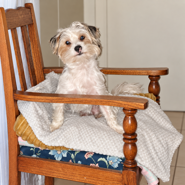 Dexter the Biewer Yorkie sitting comfortably on a wooden armchair with his favorite blanket