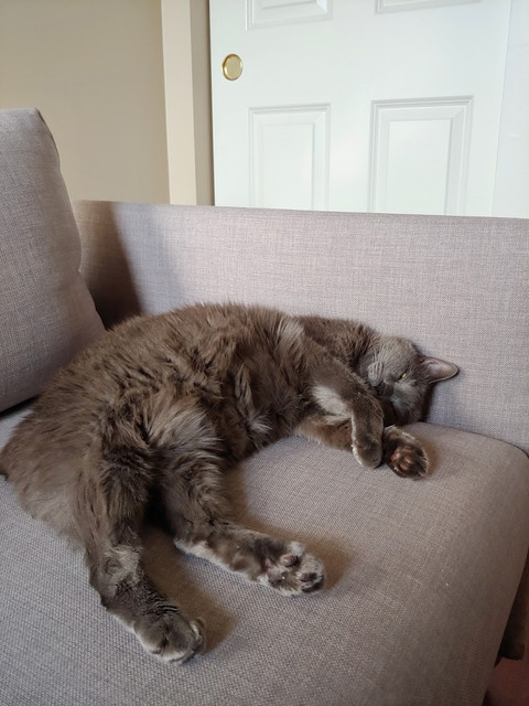 Fluffy Belly.jpg