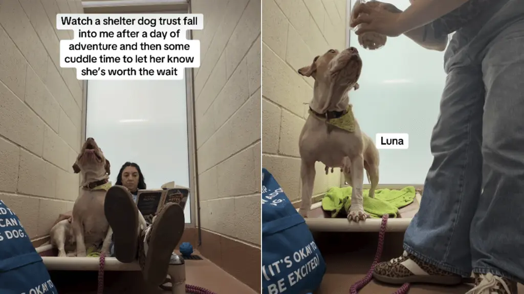 Shelter Dog's Heartfelt Trust Fall