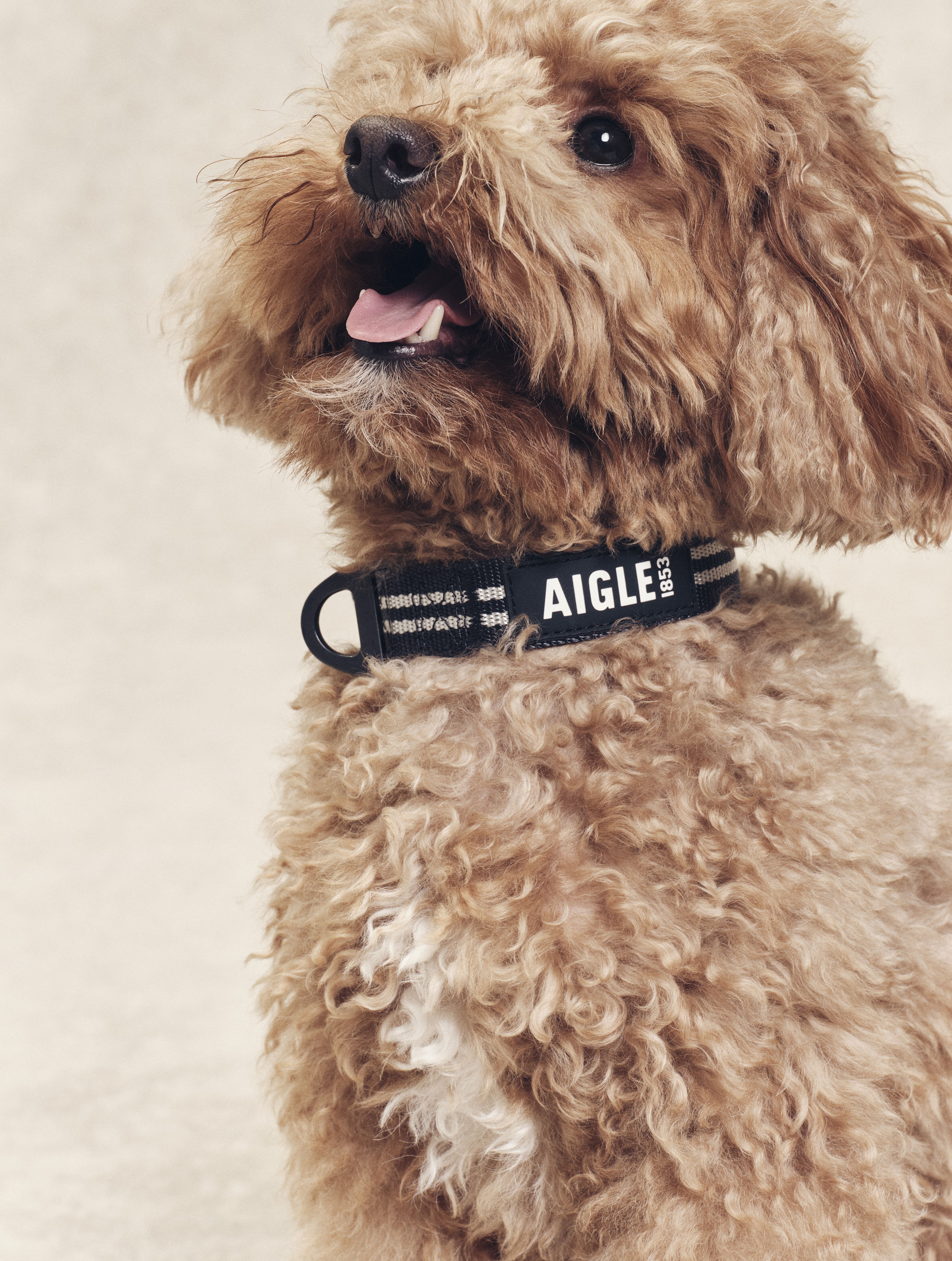 Shooting Aigle x My Pet Agency