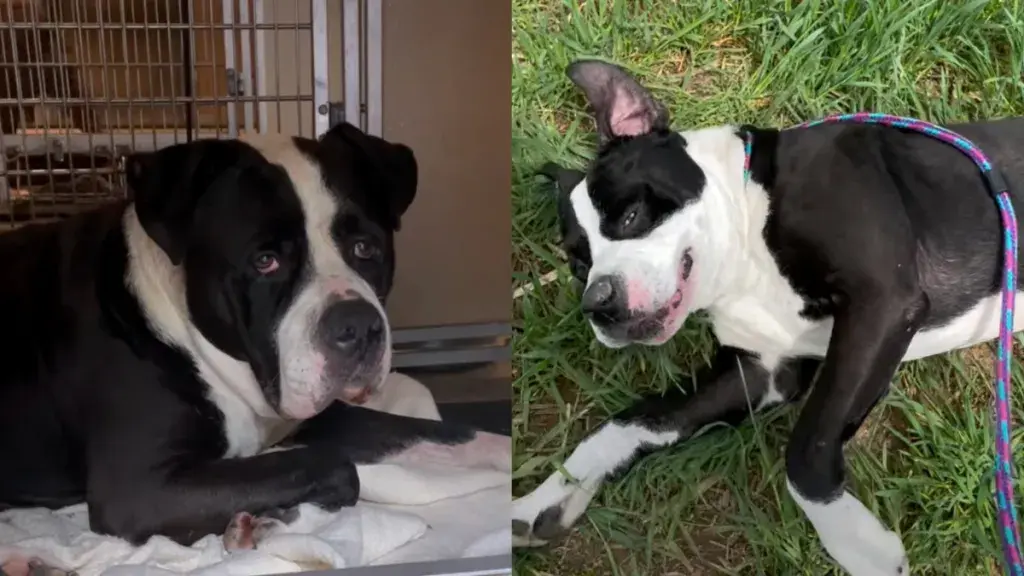 Old Dog’s Light Dimming at Shelter
