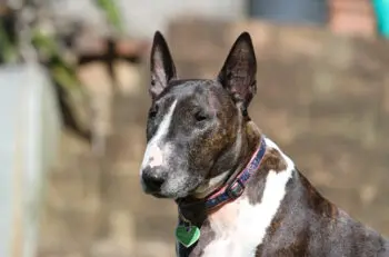 Top Supplements to Keep Senior Bull Terriers Healthy and Active