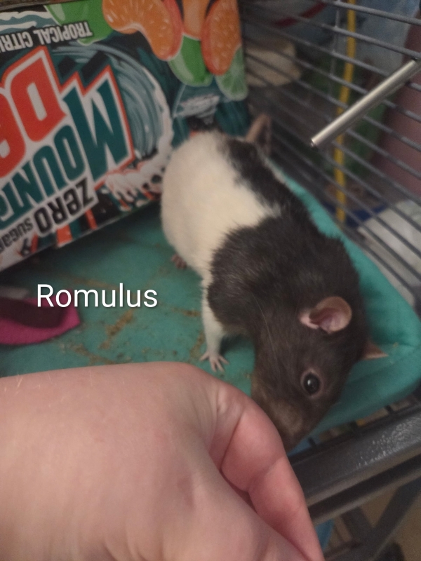 romulus