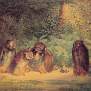Owls
