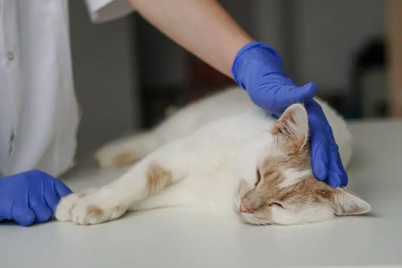 Feline Diabetes: Recognizing the Signs
