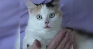 Rare Calico Cat Rescued in Missouri