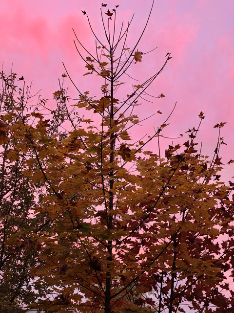 IMG20261002181023.jpg