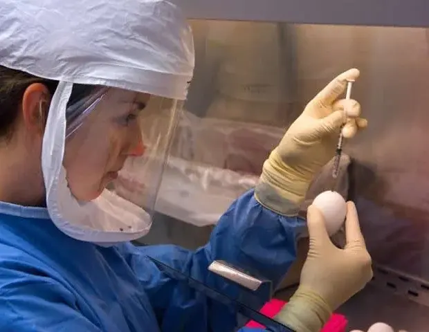Tick-Borne Viruses Pose Future Pandemic Threat, Study Reveals