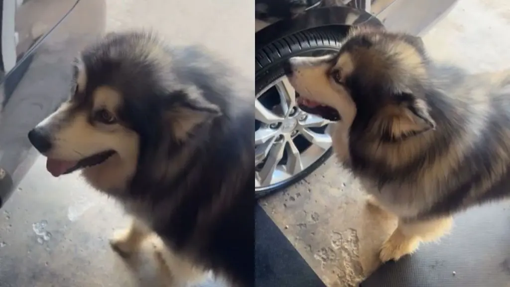 Grandma & Dog Team Up For Sweet Treats