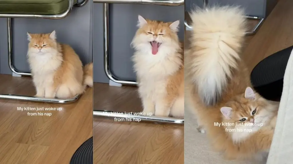 Fluffy Kitten’s Post-Nap Struggle Captivates Cat Lovers Online