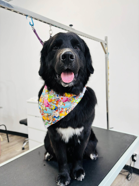 Archie Pet Care Spa Gallery