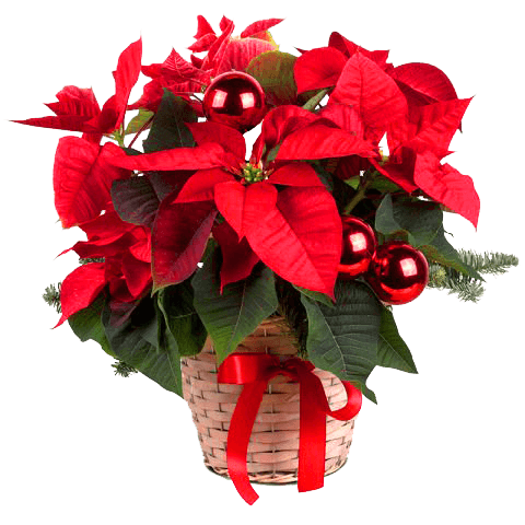 planta-de-pascua.png