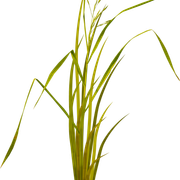 Grass1
